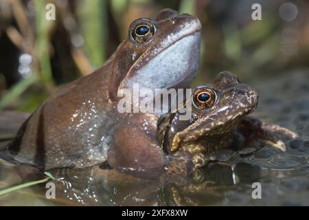 Accouplement de paires de grenouille commune (Rana temporaria), Brasschaat, Belgique. Mars Banque D'Images