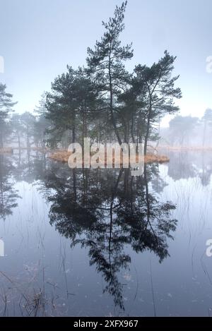 Pins sylvestres (Pinus sylvestris) sur l'île dans les zones humides, Klein Schietveld, Brasschaat, Belgique Banque D'Images