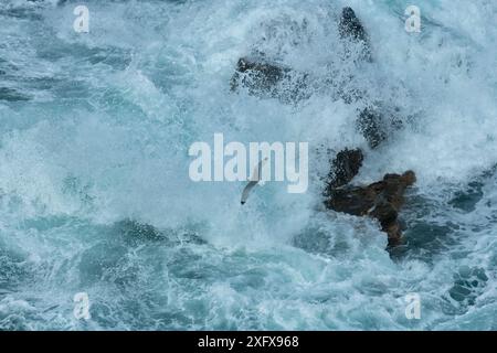 Kittiwake (Rissa tridactyla) survolant la mer avec des vagues qui s'écrasent. Great Saltee Island, Saltee Islands, County Wexford, République d'Irlande. Juin 2018. Banque D'Images