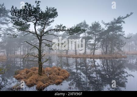 Pins sylvestres (Pinus sylvestris) sur l'île dans les zones humides, Klein Schietveld, Brasschaat, Belgique Banque D'Images