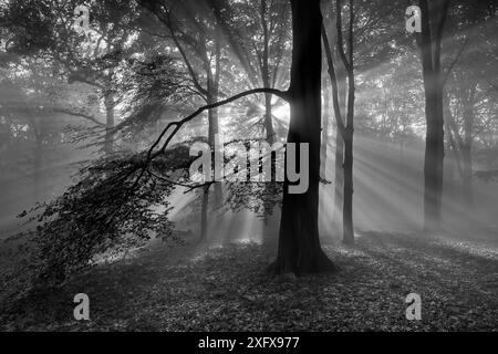 Bois de hêtre (Fagus sylvatica) avec les rayons du soleil qui brillent à travers, image en noir et blanc. Peerdsbos, Brasschaat, Belgique Banque D'Images