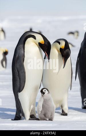 Manchot empereur (Aptenodytes forsteri) deux adultes avec jeune poussin, baie de Gould, mer de Weddell, Antarctique. Banque D'Images