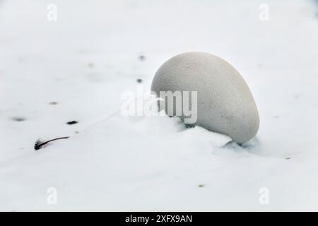 Manchot empereur (Aptenodytes forsteri) oeuf abandonné, baie de Gould, mer de Weddell, Antarctique. Banque D'Images