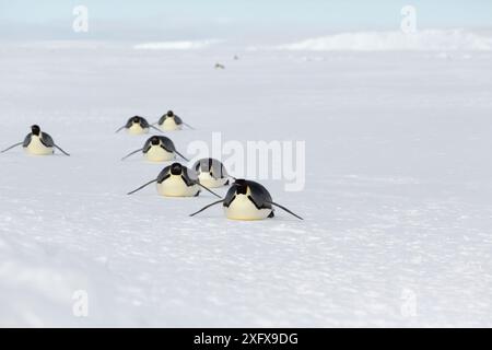 Manchots empereurs (Aptenodytes forsteri) pingouins adultes toboggants le long de leur estomac pour retourner à la colonie après s'être nourris en mer. Baie de Gould, mer de Weddell, Antarctique Banque D'Images