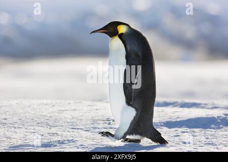 Manchot empereur (Aptenodytes forsteri) marchant au cap Colbeck, mer de Ross, Antarctique. Banque D'Images