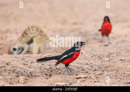 Shrike cramoisi (Laniarius atrococcineus) après cueillette Meerkat (Suricata suricatta) Kgalagadi Transfrontier Park, Afrique du Sud. Banque D'Images