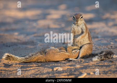 Écureuil terrestre (Xerus inauris) tendre jeune, Kgalagadi Transfrontier Park, Cap Nord, Afrique du Sud. Banque D'Images