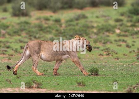 Lionne enceinte (Panthera leo) portant une tortue léopard (Stigmochelys pardalis) Kgalagadi Transfrontier Park, Afrique du Sud, février 2018 Banque D'Images