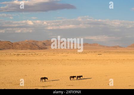 Les chevaux sauvages, Aus, Namibie, février 2017 Banque D'Images