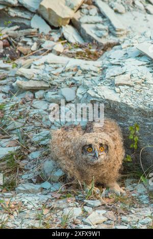 Hibou aigle (Bubo bubo) poussin pendant la session de sonnerie. Pays-Bas. Février 2016. Banque D'Images