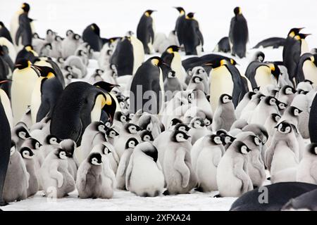 Manchot empereur (Aptenodytes forsteri) adultes avec de jeunes poussins à la rookery de Snow Hill Island, Antarctique. Octobre. Banque D'Images