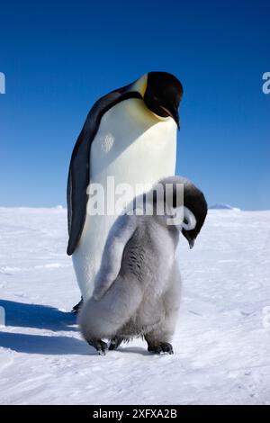 Manchot empereur (Aptenodytes forsteri) marchant avec un jeune poussin à la rookery de Snow Hill Island, Antarctique. Octobre. Banque D'Images