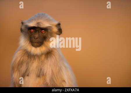 Portrait féminin du langur gris des plaines méridionales (Semnopithecus dussumieri). Hampi, Karnataka, Inde. Banque D'Images