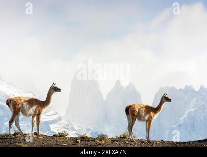 Deux Guanacos (Lama guanicoe), contre les montagnes, Parc National Torres del Paine, Chili. Banque D'Images