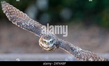 Chouette foudroyante (Athene cunicularia) en vol, Marana, Arizona, désert de Sonora, États-Unis. Banque D'Images