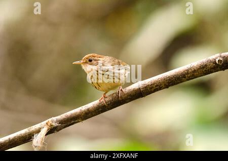 Babbler à gorge bouffée (Pellorneum ruficeps) perché sur la branche. Sanctuaire de vie sauvage de Dandeli, Karnataka, Inde. Banque D'Images