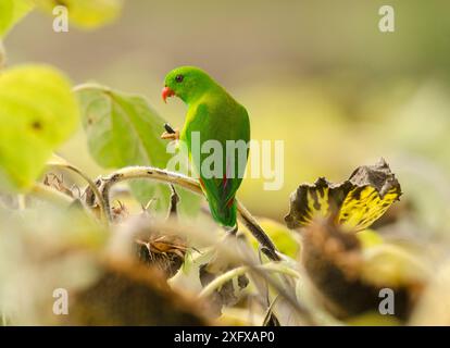 Perroquet vernal suspendu (Loriculus vernalis) se nourrissant de graines. Près du parc national de Bandipur, Karnataka, Inde. Banque D'Images