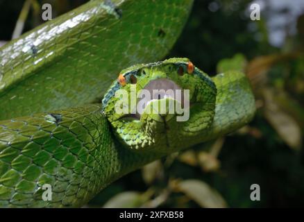 Portrait du pitviper du temple (Tropidolaemus subannulatus). Captif est présent aux Philippines, en Indonésie et à Sulawesi. Banque D'Images