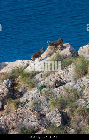 Bouillon ibérique (Capra pyrenaica) au sommet d'une falaise rocheuse, deux têtes s'appuyant l'une sur l'autre. Zone naturelle des falaises de Maro-Cerro Gordo, Grenade, Andalousie, Espagne. Janvier 2018. Banque D'Images