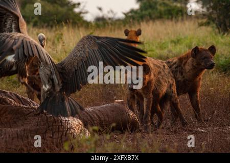 Les vautours à dos blanc (Gyps africanus) et les hyènes tachetées (Crocuta crocuta) cueillent sur la peau sèche et dégonflée d'une carcasse d'éléphant (Loxodonta africana), plateau de Laikipia, Kenya. Les hyènes sont teintées d'un brun rougeâtre des jours de marche dans et hors de la cavité du corps de l'éléphant. L'éléphant a été tué par des fonctionnaires du gouvernement après qu'il a tué un homme marchant à la maison tard dans la nuit. Les vautours à dos blanc figurent sur la liste rouge de l'UICN comme gravement menacés en raison des graves déclins de population causés par la perte de leur principale source de nourriture (faune morte) et l'empoisonnement par les agriculteurs. Banque D'Images