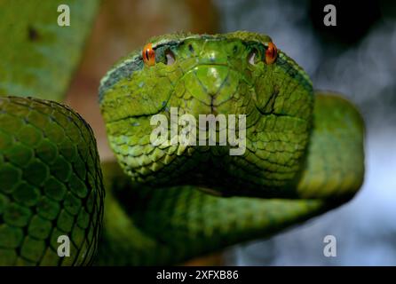 Portrait du pitviper du temple (Tropidolaemus subannulatus). Captif est présent aux Philippines, en Indonésie et à Sulawesi. Banque D'Images