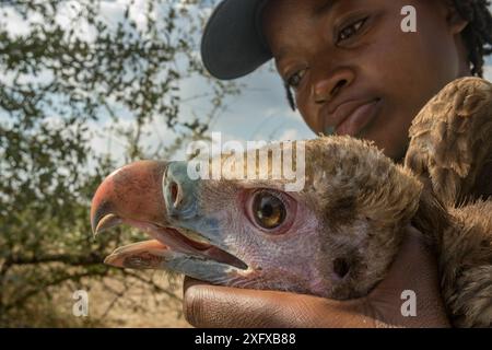 La jeune biologiste mozambicaine Diolinda Mundoza admire un jeune vautour à tête blanche (Trigonoceps occipitalis) alors qu'elle se prépare à le relâcher. Parc national de Gorongosa, Mozambique. Banque D'Images