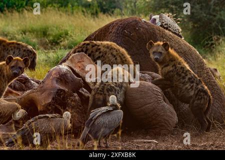 Des hyènes tachetées (Crocuta crocuta), des vautours griffons de Ruppell (Gyps rueppelli) et des vautours à dos blanc (Gyps africanus) sur la carcasse d'un éléphant (Loxodonta africana), alors que la nuit et le jour se déplacent les marchés à l'aube, plateau de Laikipia, Kenya. L'éléphant a été tué par des fonctionnaires du gouvernement après qu'il a tué un homme marchant à la maison tard dans la nuit. Les vautours à dos blanc et de Ruppell sont répertoriés comme gravement menacés sur la liste rouge de l'UICN en raison des graves déclins de population causés par la perte de leur principale source de nourriture (faune morte) et l'empoisonnement par les agriculteurs. Banque D'Images