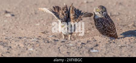 Hibou terrifiant (Athene cunicularia), deux regardant la caméra. L'un d'entre eux présente des plumes. Marana, comté de Pima, Arizona, États-Unis. Banque D'Images