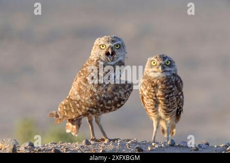 Hibou terrifiant (Athene cunicularia), deux regardant la caméra dans la lumière de l'après-midi. Marana, comté de Pima, Arizona, États-Unis. Banque D'Images