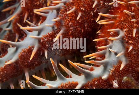 Crown of Thorns Seastar (Acanthaster planci) détail, parc national d'Espiritu Santo, mer de Cortez (golfe de Californie), Mexique, février Banque D'Images