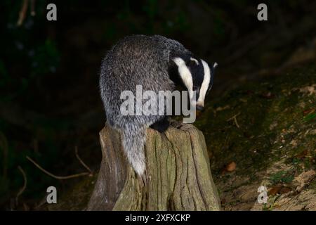 Blaireau (Meles meles) grimpant sur une souche d'arbre. Dorset, Angleterre, Royaume-Uni, juillet. Banque D'Images