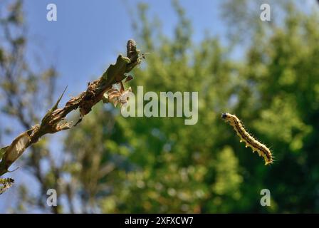 Teigne de la boîte (Cydalima perspectalis) chenille sur fil fin de soie attachée à la boîte (Buxus sp). Originaire d'Asie de l'est. Espèces envahissantes en Europe. Banque D'Images