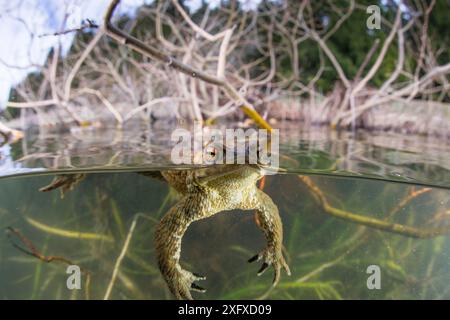 Vue à deux niveaux mâle crapaud commun (Bufo bufo) attendant une femelle pendant la période d'accouplement au printemps, dans un lac. Ain, Alpes, France Banque D'Images