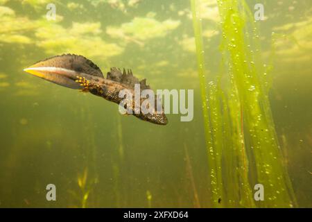 Triton à crête septentrionale (Triturus cristatus) mâle sous l'eau dans un étang, pendant la saison d'accouplement. Isère, Cremieu, France, avril. Banque D'Images