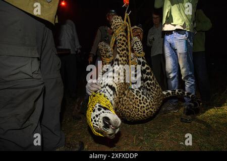 Vétérinaire du projet Oncafari pesant une femelle Jaguar sédatée (Panthera ONCA palustris) piégée après la mort d'une vache. Caiman Lodge, sud du Pantanal, Mato Grosso do Sul, Brésil. Septembre 2017. Banque D'Images