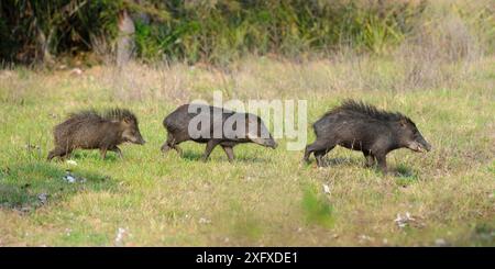 Pécaire à lèvres blanches (Tayassu pecari), trois marchant dans une rangée. Pousada Aguape, sud du Pantanal, Mato Grosso do Sul, Brésil. Banque D'Images