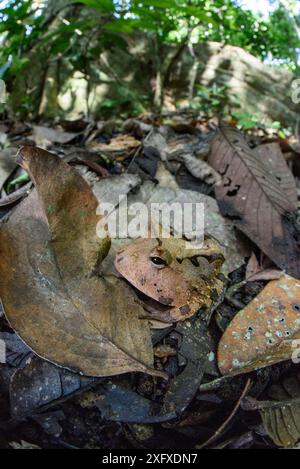 Grenouille à cornes (Ceratophrys cornuta) d'Amazonie / Suriname camouflée dans de la litière de feuilles. Réserve de biosphère de Manu, Pérou. Banque D'Images