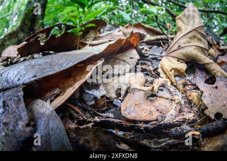 Grenouille à cornes (Ceratophrys cornuta) d'Amazonie / Suriname camouflée dans de la litière de feuilles. Réserve de biosphère de Manu, Pérou. Banque D'Images