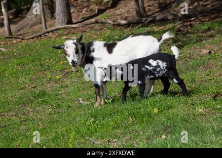 Chèvre naine naine nigériane, biche avec le gamin sur le pâturage de printemps. Vernon, comté de Tolland, Connecticut, États-Unis. Mai. Banque D'Images