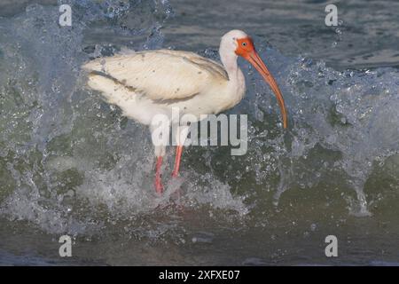 White Ibis (Eudocimus albus) chasse aux mollusques (Emerita sp) le long de la côte du golfe du Mexique. Tierra Verde, comté de Pinellas, Floride, États-Unis. Banque D'Images