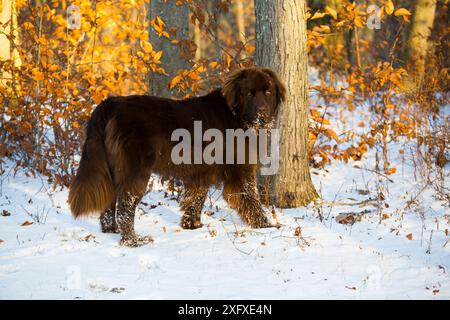 Chien Terre-Neuve, mâle debout dans la neige. Killingworth, Connecticut, États-Unis. Banque D'Images