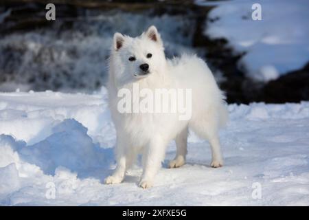 Chien esquimau américain debout dans la neige. Connecticut, États-Unis. Banque D'Images