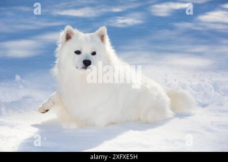 Chien esquimau américain dans la neige. Connecticut, États-Unis. Banque D'Images