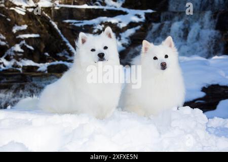 Chiens esquimaux américains, deux sittingin neige avec cascade en arrière-plan. Kent, Connecticut, États-Unis. Banque D'Images