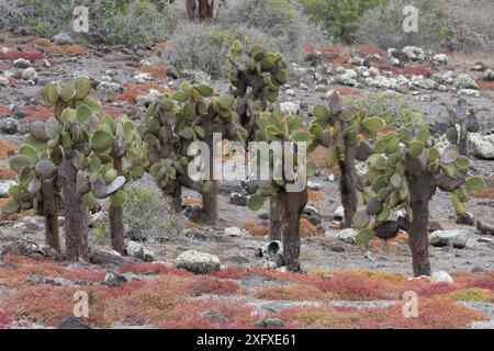Cactus de la barbarie géante (Opuntia echios), île de Plazas, Galapagos, Équateur. Banque D'Images