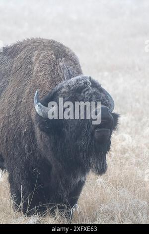 Bison (Bison bison) bull lip curling / Flehmen réponse dans la brume, parc national de Yellowstone, Wyoming, États-Unis. Septembre. Banque D'Images