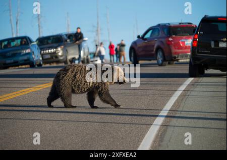 Grizzli (Ursus arctos horribilis) traversant la route, provoquant des embouteillages. Touristes observant en arrière-plan. Parc national de Yellowstone, Wyoming, États-Unis. Octobre 2015. Banque D'Images