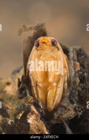 Caddisfly pupa (Trichoptera), Europe, juin, conditions contrôlées Banque D'Images