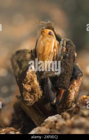 Caddisfly pupa (Trichoptera), Europe, juin, conditions contrôlées Banque D'Images