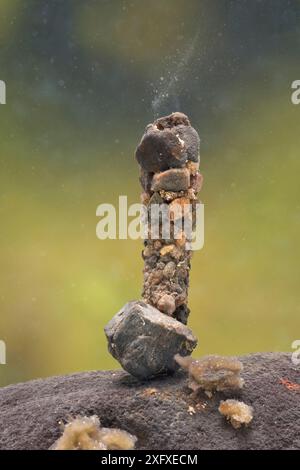 Pupa de cadavre de construction de cas (Trichoptera) se développant à l'intérieur de son boîtier attaché à une pierre au fond, sous l'eau, Europe, juin, conditions contrôlées Banque D'Images